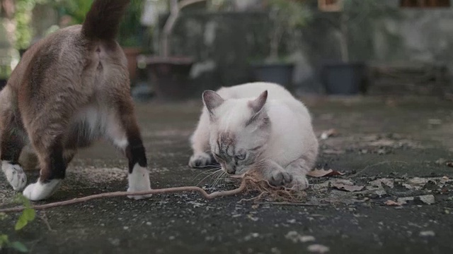 两只猫在地板上玩耍睡觉视频素材