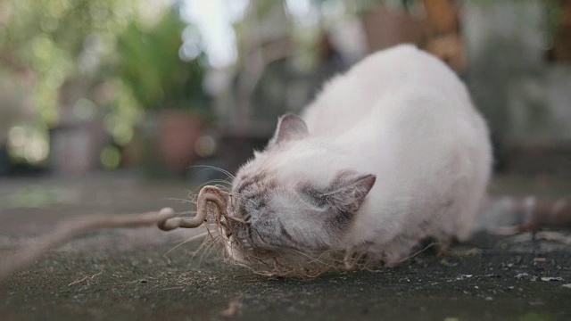 可爱的小猫在地板上玩耍睡觉视频素材