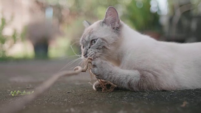 可爱的小猫在地板上玩耍睡觉视频素材