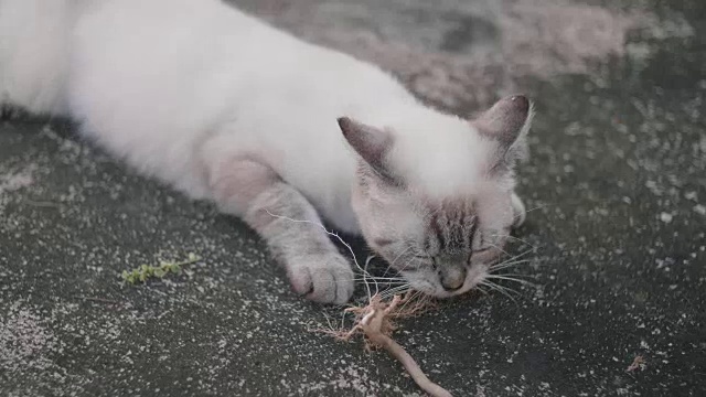 可爱的小猫在地板上玩耍睡觉视频素材