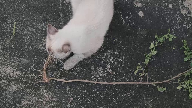 可爱的小猫在地板上玩耍睡觉视频素材