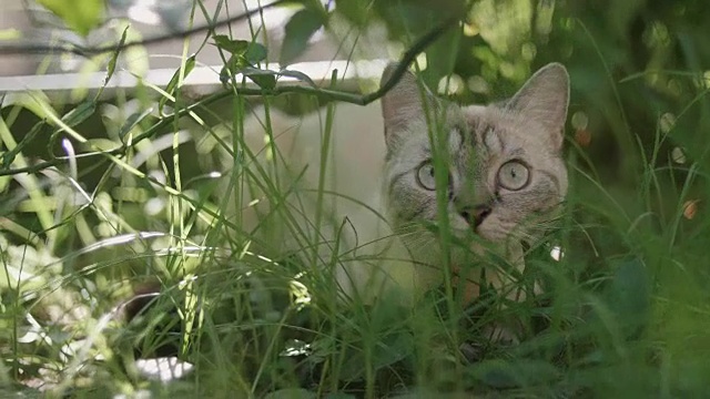 一只可爱的小猫在看照相机。视频素材