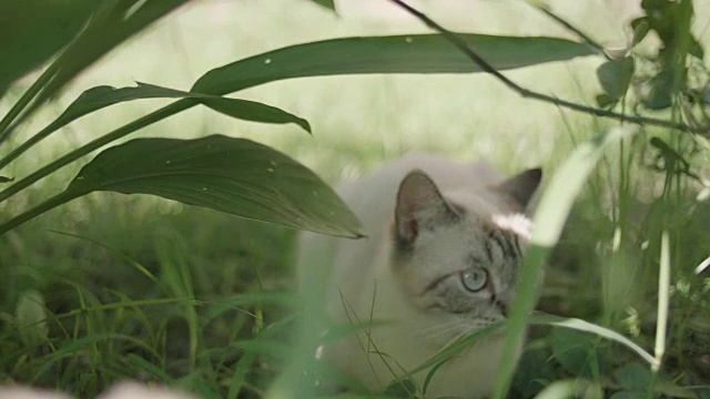 一只可爱的小猫在看照相机。视频素材