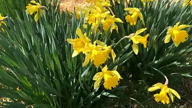 黄色盛开的水仙花(Narcíssus pseudonarcíssus)。视频素材