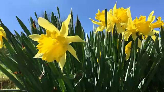 黄色盛开的水仙花(Narcíssus pseudonarcíssus)。视频素材