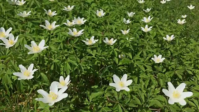 小的白色的野花。许多初春的花朵在风中摇曳。视频素材