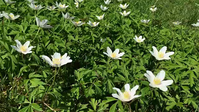 小的白色的野花。许多初春的花朵在风中摇曳。视频素材