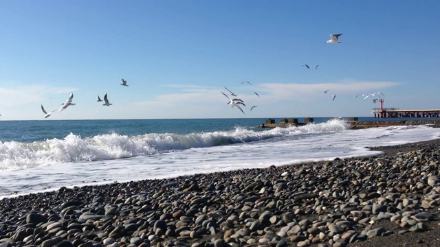 海鸥在海岸附近的海面上盘旋。视频素材