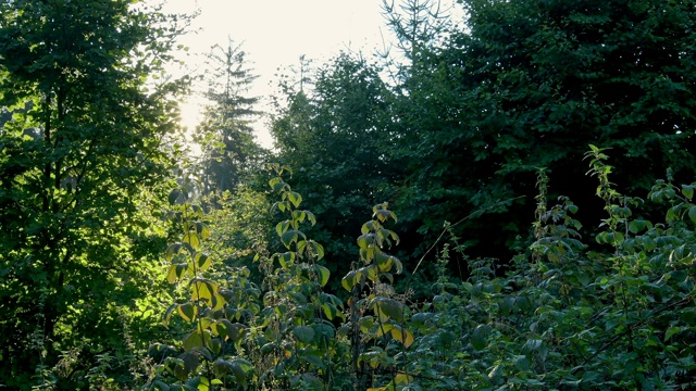 森林空地上的日出，维尔布伦，Michelstadt，奥登瓦尔德，黑塞，德国视频素材