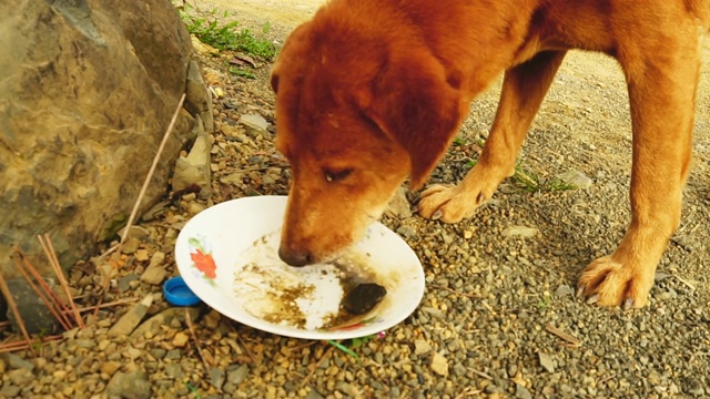 狗的饮用水。视频素材