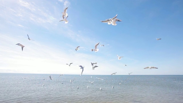 喂一群海鸥，一群在海上争食的海鸥视频素材