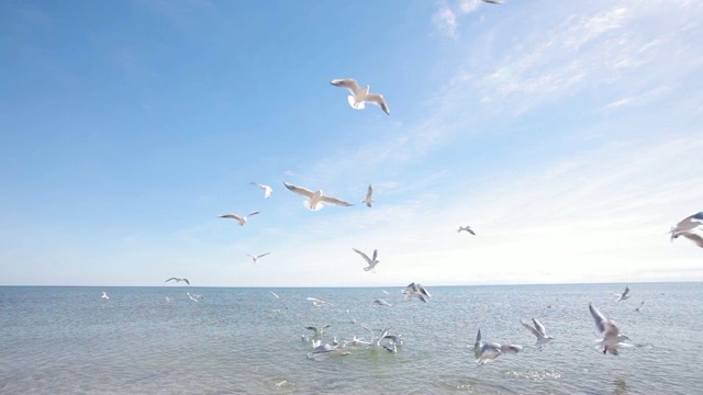 海鸥在海边，喂海鸥在海边，海景视频素材