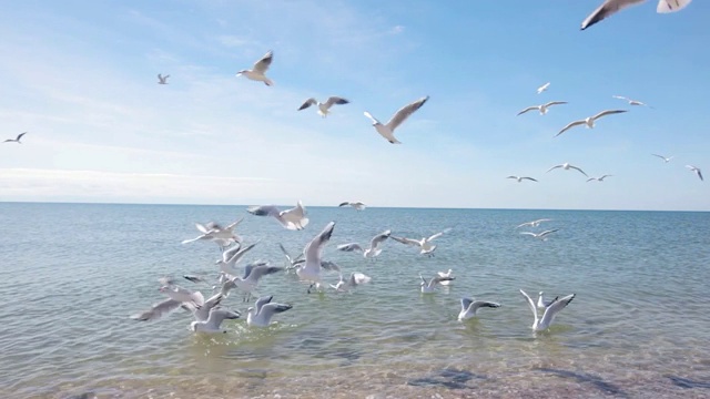 喂一群海鸥，一群在海上争食的海鸥视频素材