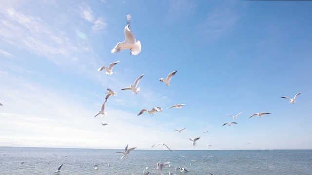 海鸥在空中捕捉食物，一群海鸥在海边捕捉一个人的食物视频素材