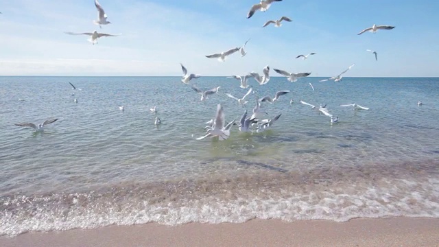 海鸥在空中捕捉食物，一群海鸥在海边捕捉一个人的食物视频素材