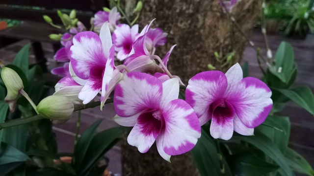 花园里的粉兰视频素材画面1