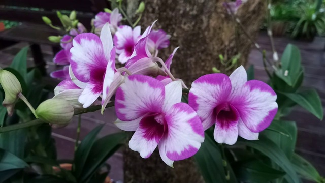 花园里的粉兰视频素材画面2