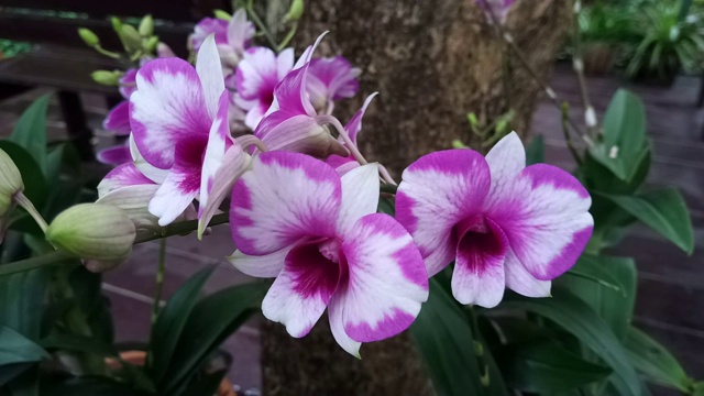 花园里的粉兰视频素材画面3
