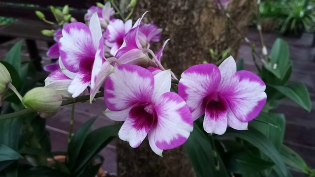 花园里的粉兰视频素材画面4