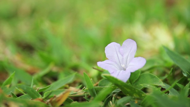 野生蓝花视频素材