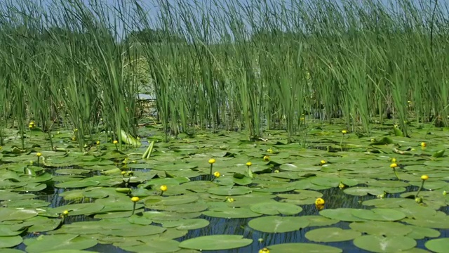 多瑙河三角洲湿地正在运动视频素材