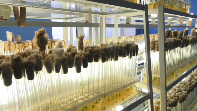 微克隆繁殖实验室。“体外”微型育种技术。生长无病毒种植材料的分生组织实验室。视频素材画面1