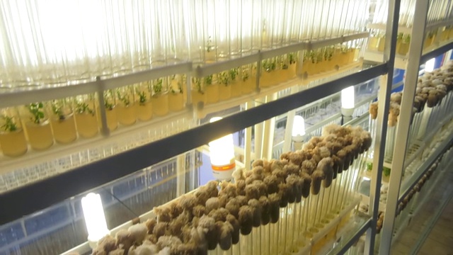 微克隆繁殖实验室。“体外”微型育种技术。生长无病毒种植材料的分生组织实验室。视频素材画面3