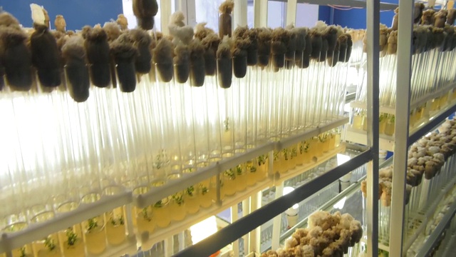 微克隆繁殖实验室。“体外”微型育种技术。生长无病毒种植材料的分生组织实验室。视频素材画面4
