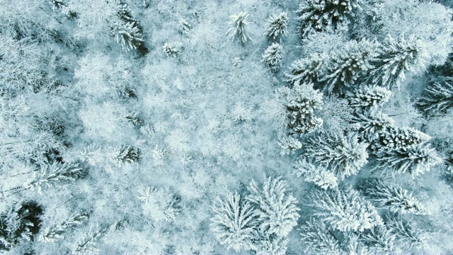 空中飞行，从下往上飞过冬天积雪的冷杉林视频素材