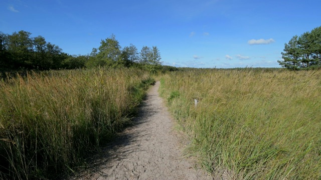 穿过沙丘景观的路径，Darsser Ort, preow, Fischland-Darß-Zingst，波罗的海，Mecklenburg-Vorpommern，德国视频素材