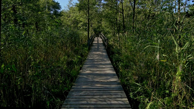 木栈道通过森林，达瑟奥尔特，普雷罗，费斯兰达ß- zingst，波罗的海，梅克伦堡- vorpommern，德国视频素材