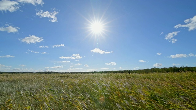 芦苇景观与太阳，Darsser Ort, preow, Fischland-Darß-Zingst，波罗的海，梅克伦堡- vorpommern，德国视频素材