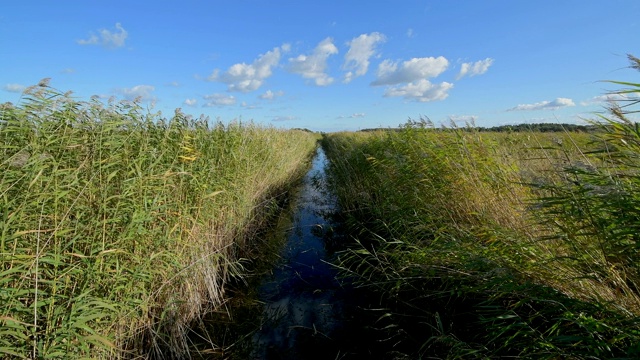 芦苇景观与水道，Darsser Ort, preow, Fischland-Darß-Zingst，波罗的海，梅克伦堡- vorpommern，德国视频素材