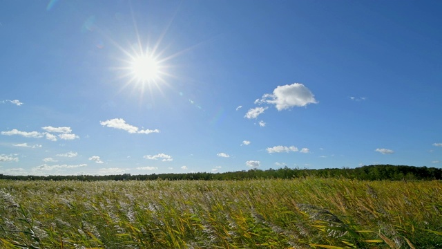 芦苇景观与太阳，Darsser Ort, preow, Fischland-Darß-Zingst，波罗的海，梅克伦堡- vorpommern，德国视频素材