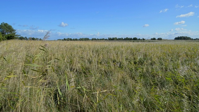 Reed land cape，黑暗地段普罗几号视频素材