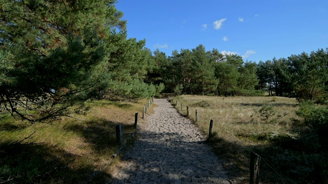 穿过沙丘景观的路径，Darsser Ort, preow, Fischland-Darß-Zingst，波罗的海，Mecklenburg-Vorpommern，德国视频素材