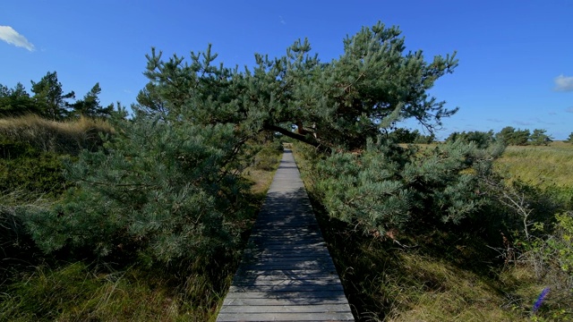 木栈道通过沙丘景观，Darsser Ort, preow, Fischland-Darß-Zingst，波罗的海，Mecklenburg-Vorpommern，德国视频素材