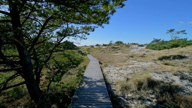 木栈道通过沙丘景观，Darsser Ort, preow, Fischland-Darß-Zingst，波罗的海，Mecklenburg-Vorpommern，德国视频素材