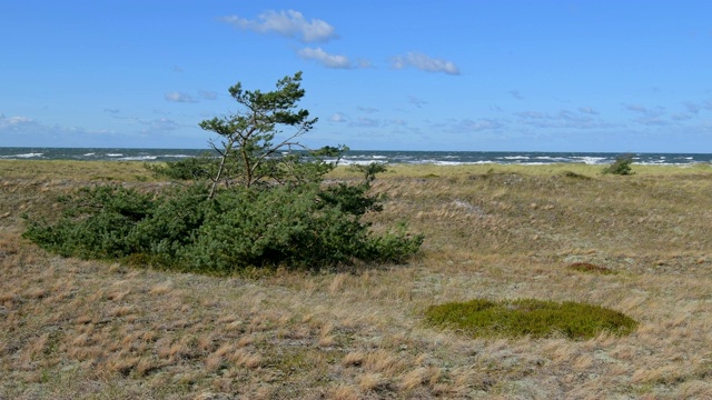 蓝天沙丘景观，Darsser Ort, preow, Fischland-Darß-Zingst，波罗的海，Mecklenburg-Vorpommern，德国视频素材