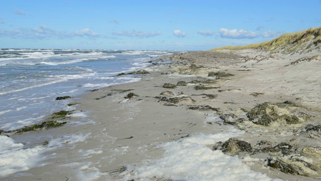 波罗的海海滩沙丘，达尔瑟奥尔特，普雷罗，菲施兰达ß- zingst，波罗的海，梅克伦堡- vorpommern，德国视频素材