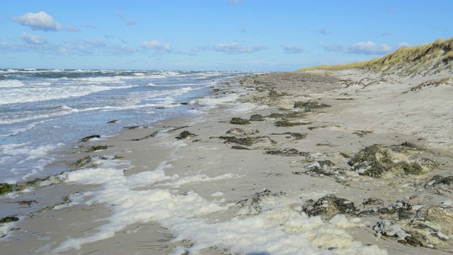 波罗的海海滩沙丘，达尔瑟奥尔特，普雷罗，菲施兰达ß- zingst，波罗的海，梅克伦堡- vorpommern，德国视频素材