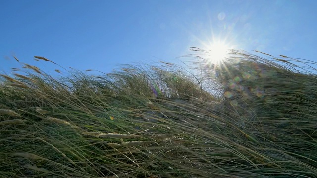 风中的沙丘与太阳，达尔瑟奥尔特，普雷罗，菲施兰达ß- zingst，波罗的海，梅克伦堡- vorpommern，德国视频素材