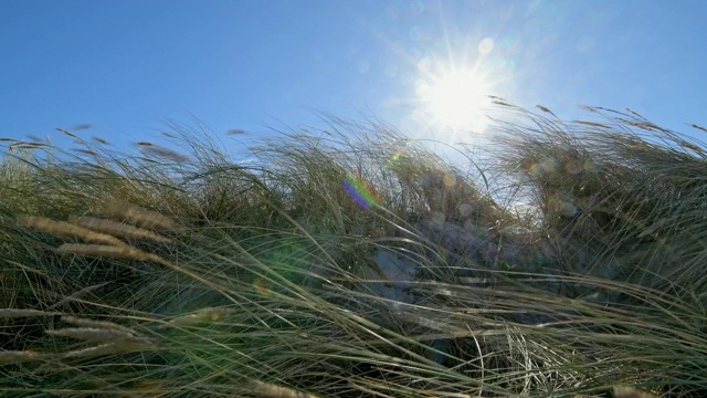 风中的沙丘与太阳，达尔瑟奥尔特，普雷罗，菲施兰达ß- zingst，波罗的海，梅克伦堡- vorpommern，德国视频素材