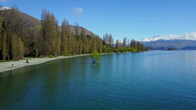 4 k。鸟瞰瓦纳卡湖的树在春天。新西兰南岛最受欢迎的旅游目的地之一。视频素材