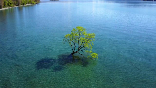 4 k。鸟瞰瓦纳卡湖的树在春天。新西兰南岛最受欢迎的旅游目的地之一。视频素材