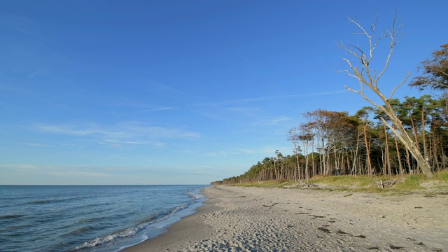 波罗的海海滩沙丘和森林，Weststrand, Born am Darß， Fischland-Darß-Zingst，波罗的海，Mecklenburg-Vorpommern，德国视频素材