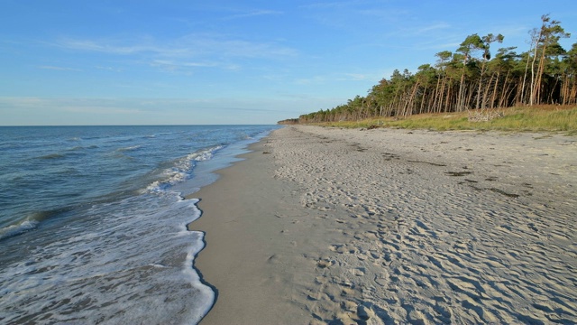 波罗的海海滩沙丘和森林，Weststrand, Born am Darß， Fischland-Darß-Zingst，波罗的海，Mecklenburg-Vorpommern，德国视频素材