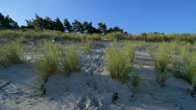 波罗的海海滩上的沙丘，Prerow, Fischland-Darß-Zingst，波罗的海，Mecklenburg-Vorpommern，德国视频素材