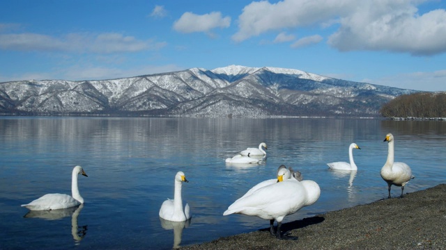 库沙罗湖，北海道，日本。视频购买