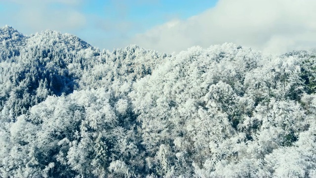 鸟瞰图的森林与雪在冬天视频素材